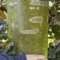Fagus sylvatica 'Atropunicea' - Foto 4