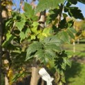 Koelreuteria paniculata 'Fastigiata' - 2