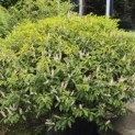Prunus Lusitanica - Foto 1