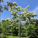 Cornus nuttallii (Venus) - 1