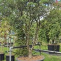 Osmanthus Heterophyllus - 5