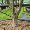 Osmanthus Heterophyllus - 6