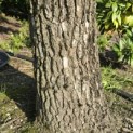 Liquidambar styraciflua - 7