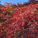 Acer palmatum 'Garnet' - 2