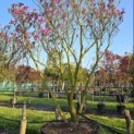 Magnolia 'Susan' - 1