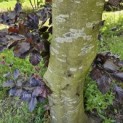 Fagus sylvatica 'Atropunicea' - Foto 1