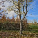 betula nigra - 4