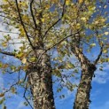betula nigra - 2