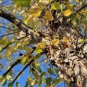 betula nigra - 6
