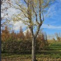 betula nigra - 3