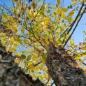 betula nigra - 5