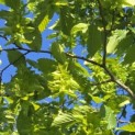 Carpinus betulus - 7