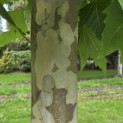 Platanus x hispanica - Foto 5