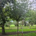Syringa x josiflexa 'Agnes Smith' - Foto 4