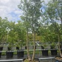 Quercus Suber - 3