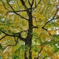 Gymnocladus dioica