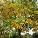 Gymnocladus dioica