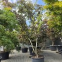 Acer palmatum 'Matsukaze' - 4