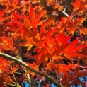 acer palmatum 'Atropurpureum' - Foto 3