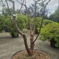 Acer griseum - 2