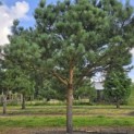 Pinus sylvestris - Foto 3