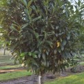Prunus laur. Caucasica - 4