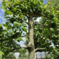 Platanus hispanica - 2
