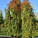 Acer palmatum 'Ryusen' - 1