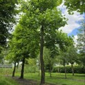 Liriodendron tulipifera - 5