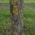 Carya illinoinensis - 5
