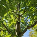 Prunus avium 'Regina' - 1