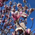 Magnolia 'Soulangeana' - Foto 3