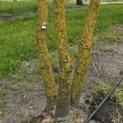 Koelreuteria paniculata - 2