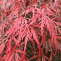 Acer palmatum 'Garnet' - Foto 2