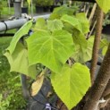 Paulownia tomentosa 'Hulsdonk' - 1