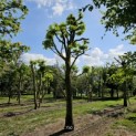Tilia Tomentosa - 7