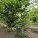 Carpinus betulus - 4