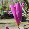 Magnolia 'Susan' - 1