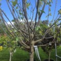 Prunus domestica 'Reine Claude d'Oullins' - 1