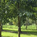 Alnus x spaethii 'Spaeth' - 1