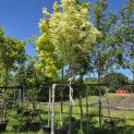 Acer platanoides 'Drummondii' - 1
