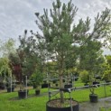 Pinus sylvestris - 1