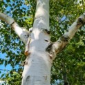 Betulus utilis Doorenbos (Jacquemontii) - Foto 4