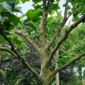 Platanus x hispanica - Afbeelding 3