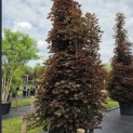 Acer plat. 'Crimson King' - juni 2026