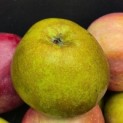 Malus domestica 'Schone van Boskoop' - Foto 1