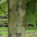Platanus x hispanica - Foto 4
