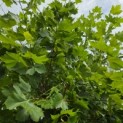 Platanus x hispanica - Foto 3