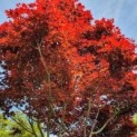 Acer palmatum 'Bloodgood'