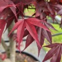Acer palmatum 'Fireglow' - Foto 1